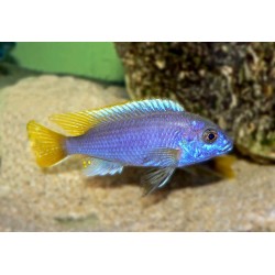 Pseudotropheus acei - 4 - 5 cm