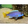 Pseudotropheus acei - 4 - 5 cm