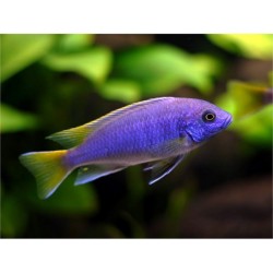 Pseudotropheus acei luwala - 4 - 5  cm