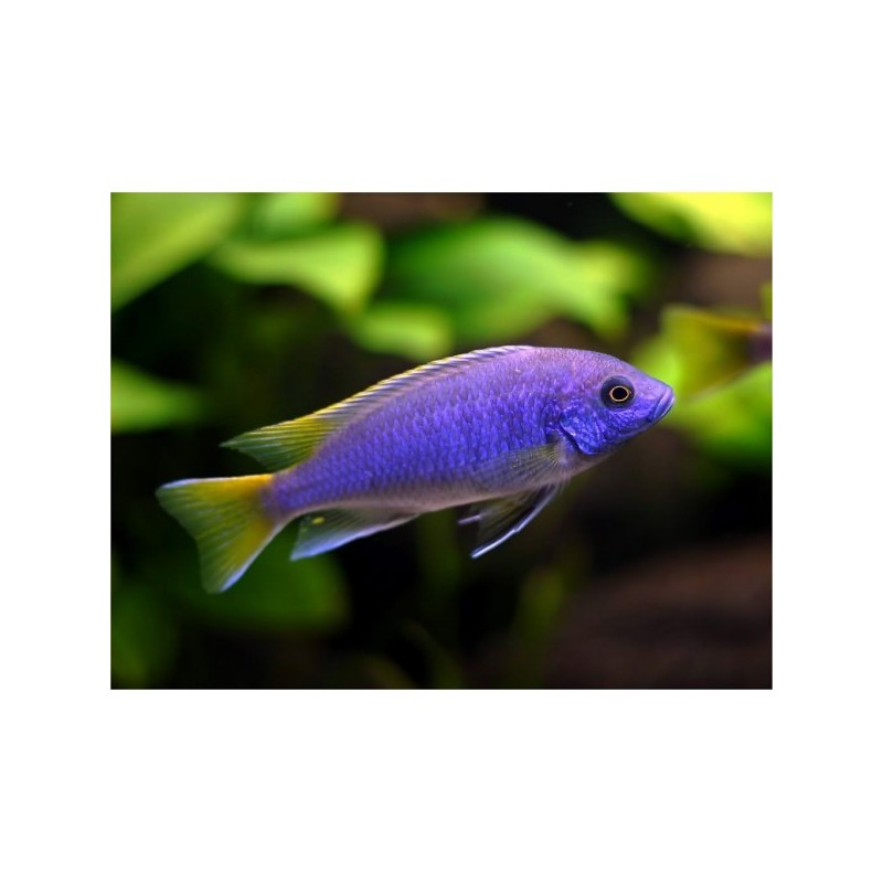 Pseudotropheus acei luwala - 4 - 5  cm