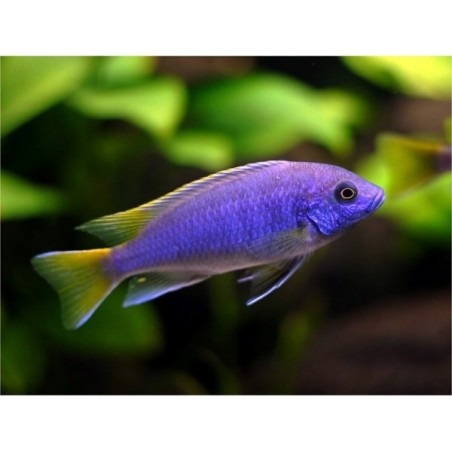 Pseudotropheus acei luwala - 4 - 5  cm
