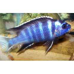 Pseudotropheus acei ngara - 4 - 5 cm