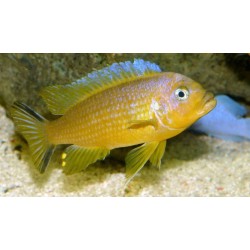 Pseudotropheus daktari - 4 - 5 cm
