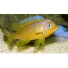 Pseudotropheus daktari - 4 - 5 cm
