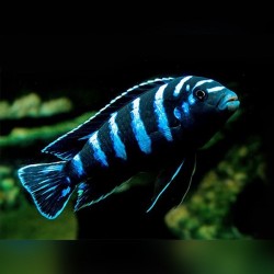 Pseudotropheus demasoni - 3 - 4 cm