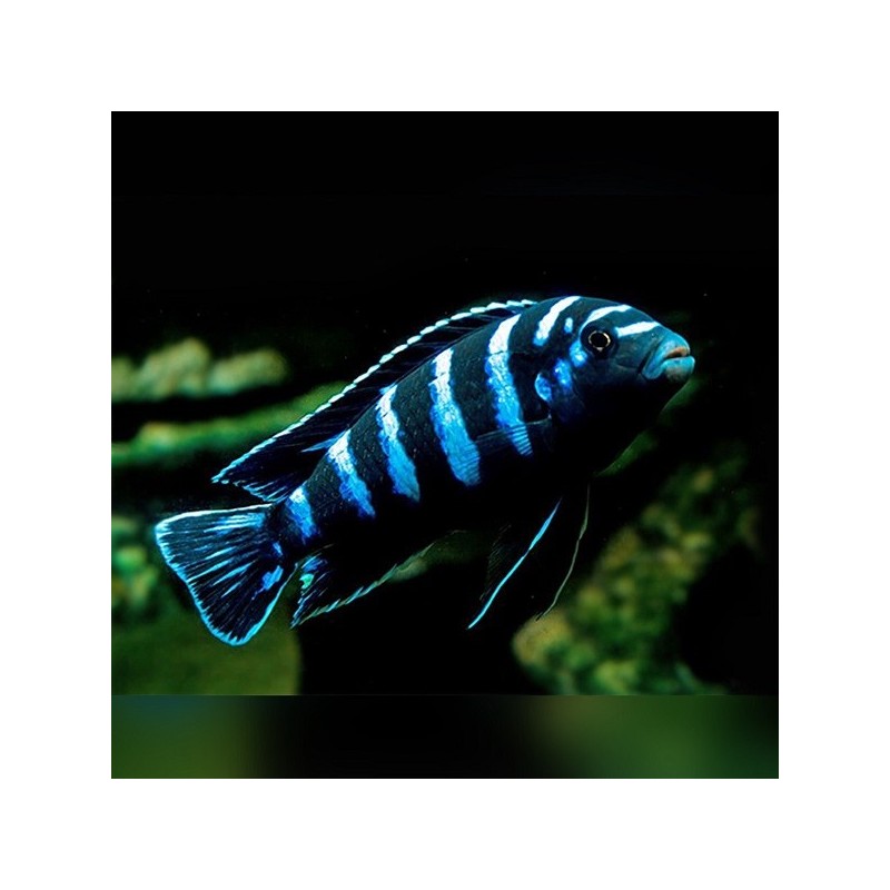 Pseudotropheus demasoni - 3 - 4 cm