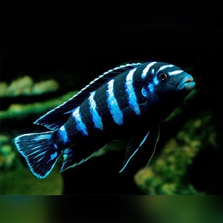 Pseudotropheus demasoni - 3 - 4 cm