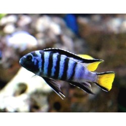 Pseudotropheus elongatus mpanga - 4 - 5 cm