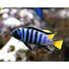 Pseudotropheus elongatus mpanga - 4 - 5 cm