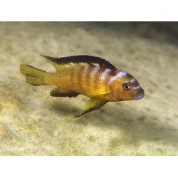 Pseudotropheus elongatus usisya mara rock - 4 - 5 cm