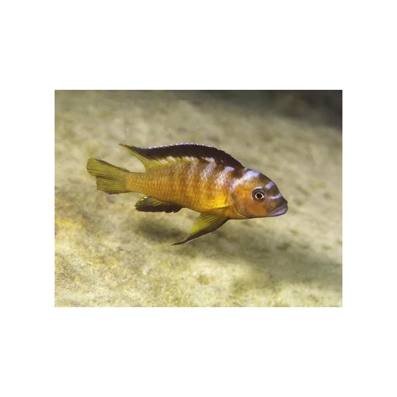 Pseudotropheus elongatus usisya mara rock - 4 - 5 cm