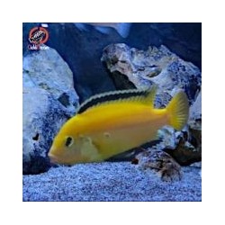 Pseudotropheus elongatus yellow - 4 - 5 cm