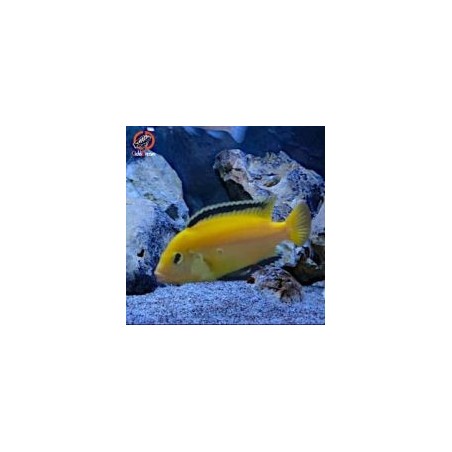 Pseudotropheus elongatus yellow - 4 - 5 cm