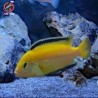 Pseudotropheus elongatus yellow - 4 - 5 cm
