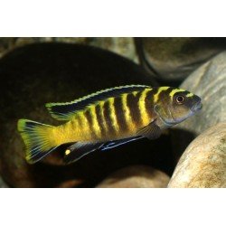 Pseudotropheus flavus - 3 - 4 cm