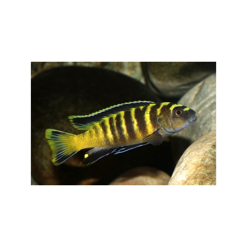 Pseudotropheus flavus - 3 - 4 cm