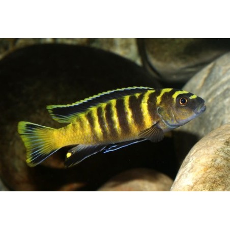 Pseudotropheus flavus - 3 - 4 cm