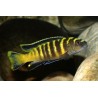 Pseudotropheus flavus - 3 - 4 cm