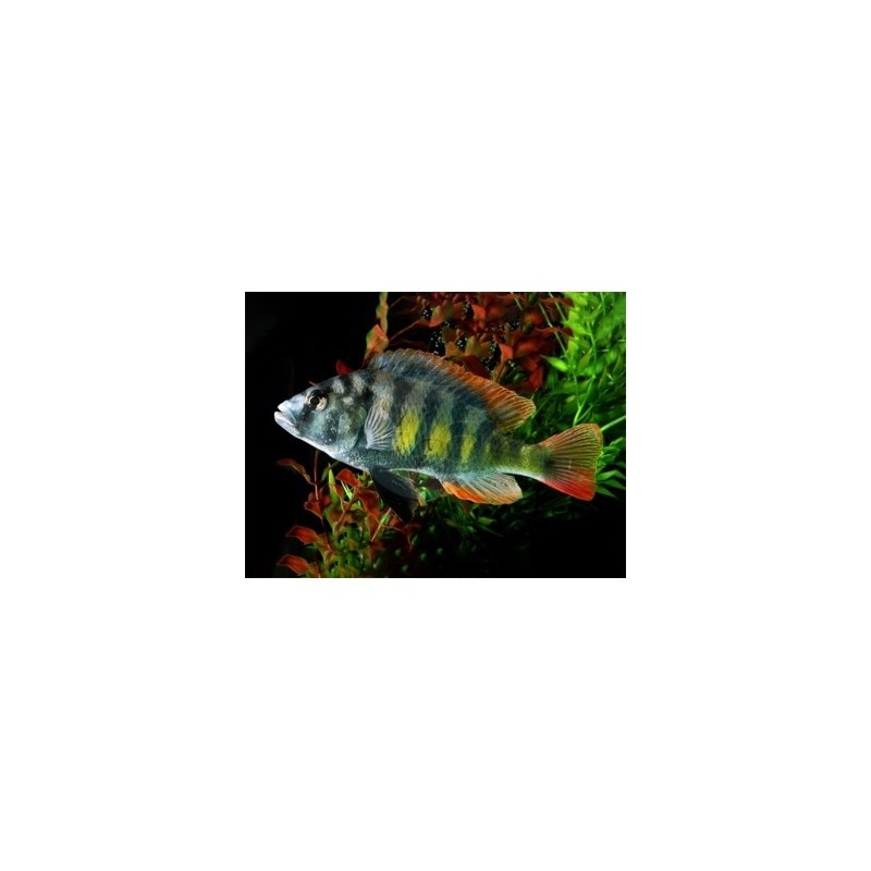 Pseudotropheus kingsizei blue gold - 4 - 5 cm