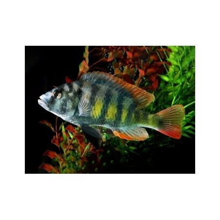 Pseudotropheus kingsizei blue gold - 4 - 5 cm