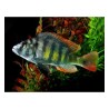 Pseudotropheus kingsizei blue gold - 4 - 5 cm
