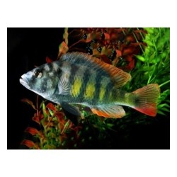 Pseudotropheus kingsizei blue gold - 6 - 7 cm