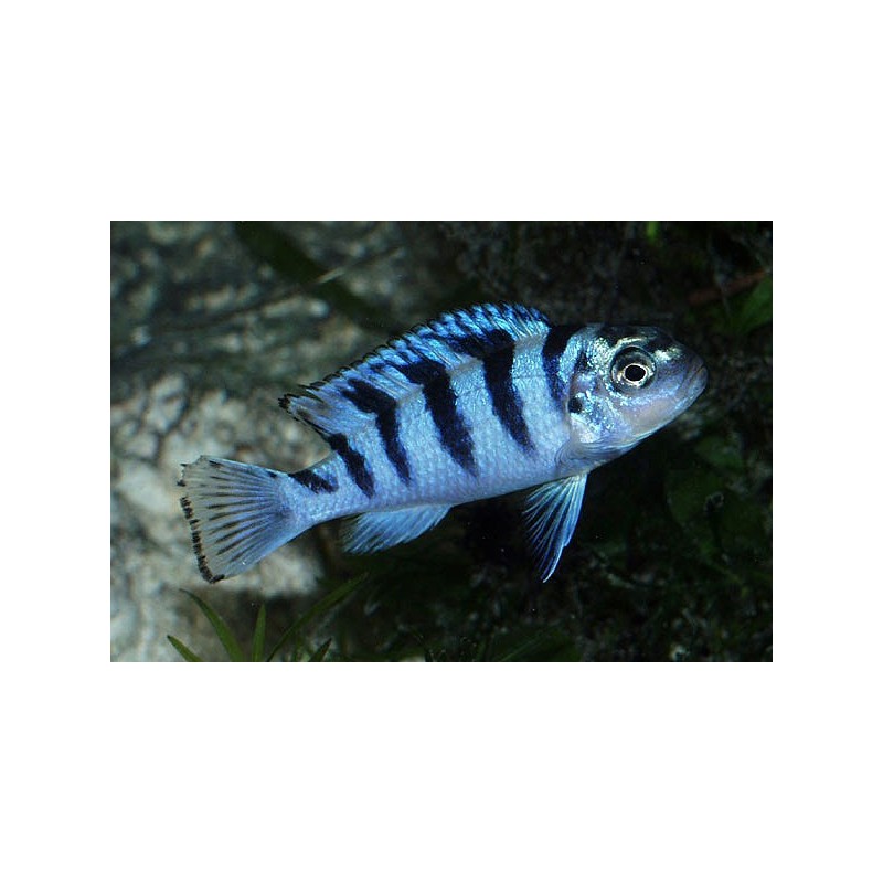 Pseudotropheus lombardoi - 4 - 5 cm