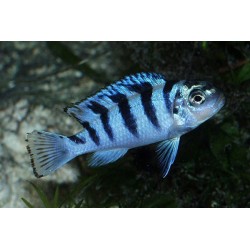 Pseudotropheus lombardoi - 5 - 7 cm