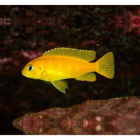 Pseudotropheus saulosi - 5 - 6 cm