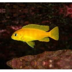 Pseudotropheus saulosi - XL