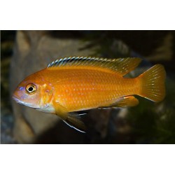 Pseudotropheus saulosi red coral - 7 - 9 cm
