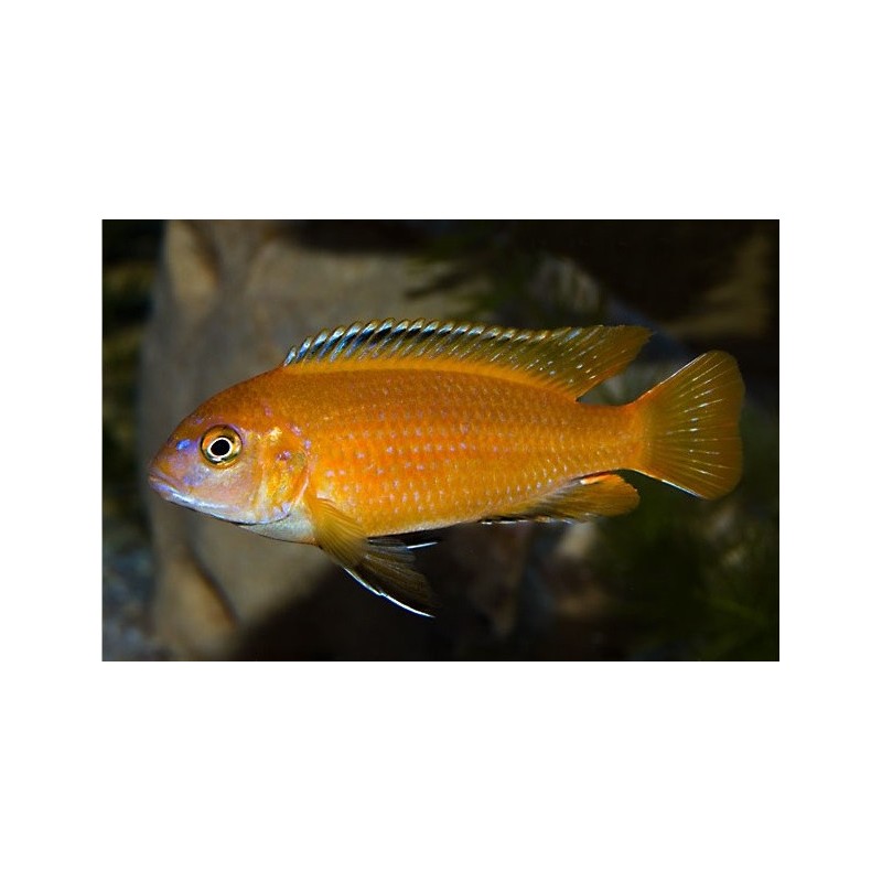 Pseudotropheus saulosi red coral - 7 - 9 cm