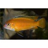 Pseudotropheus saulosi red coral - 7 - 9 cm