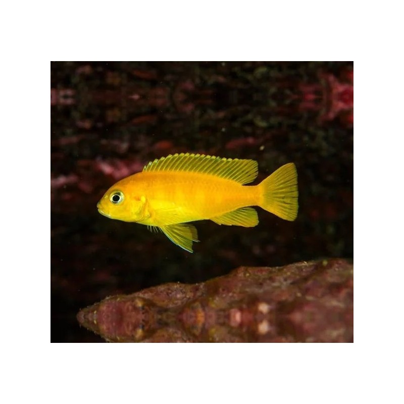 Pseudotropheus saulosi - 2 - 3 cm