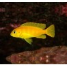Pseudotropheus saulosi - 2 - 3 cm