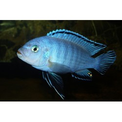 Pseudotropheus socolofi - 4 - 5 cm