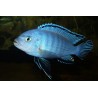 Pseudotropheus socolofi - 4 - 5 cm