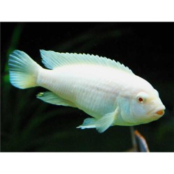 Pseudotropheus socolofi albin - 4 - 5 cm