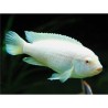 Pseudotropheus socolofi albin - 4 - 5 cm