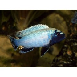 Pseudotropheus sp. cameleo - 6 - 7 cm