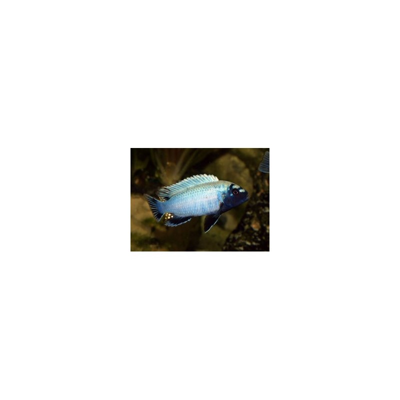 Pseudotropheus sp. cameleo - 6 - 7 cm