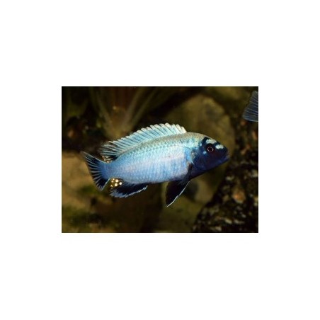 Pseudotropheus sp. cameleo - 6 - 7 cm