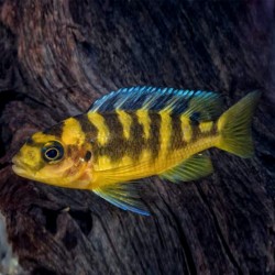 Pseudotropheus sp. crabro - 6 - 7 cm