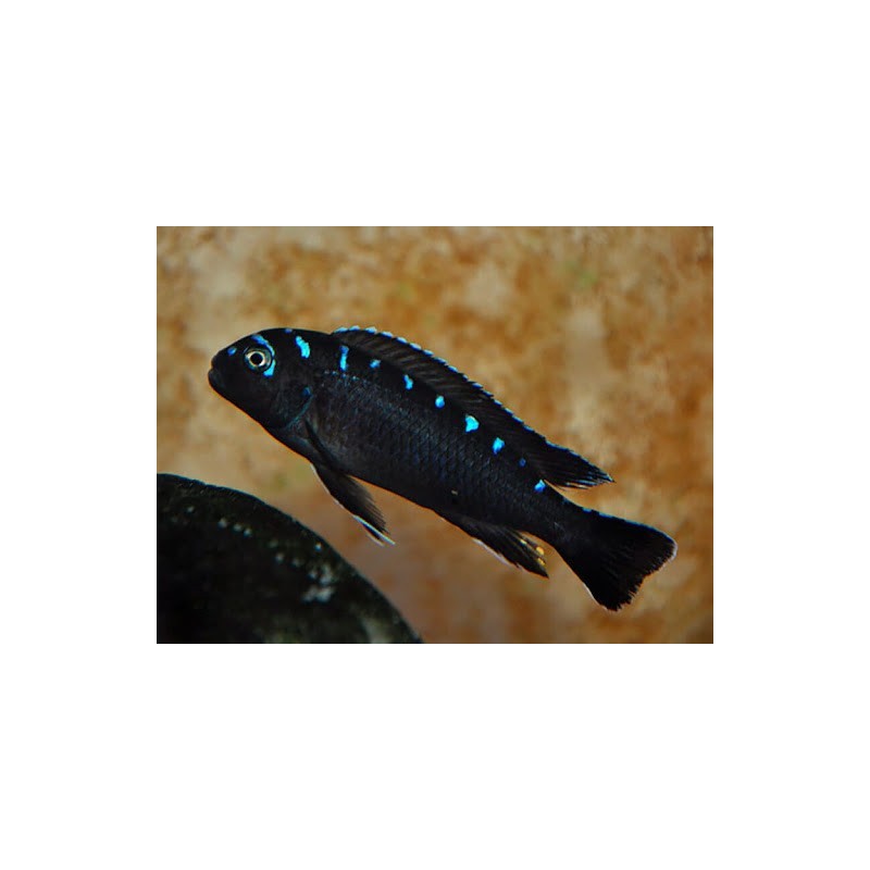 Pseudotropheus sp. neon spot - 3 - 4 cm