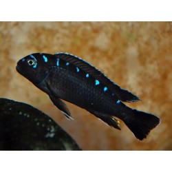 Pseudotropheus sp. neon spot - 6 - 7 cm