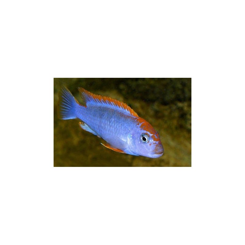 Pseudotropheus sp. red top ndumbi - 4 - 5 cm