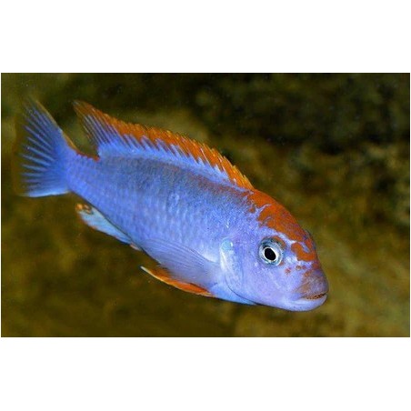 Pseudotropheus sp. red top ndumbi - 4 - 5 cm