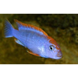 Pseudotropheus sp. red top ndumbi XL