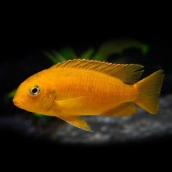 Pseudotropheus tropheops chilumba orange - 4 - 5 cm