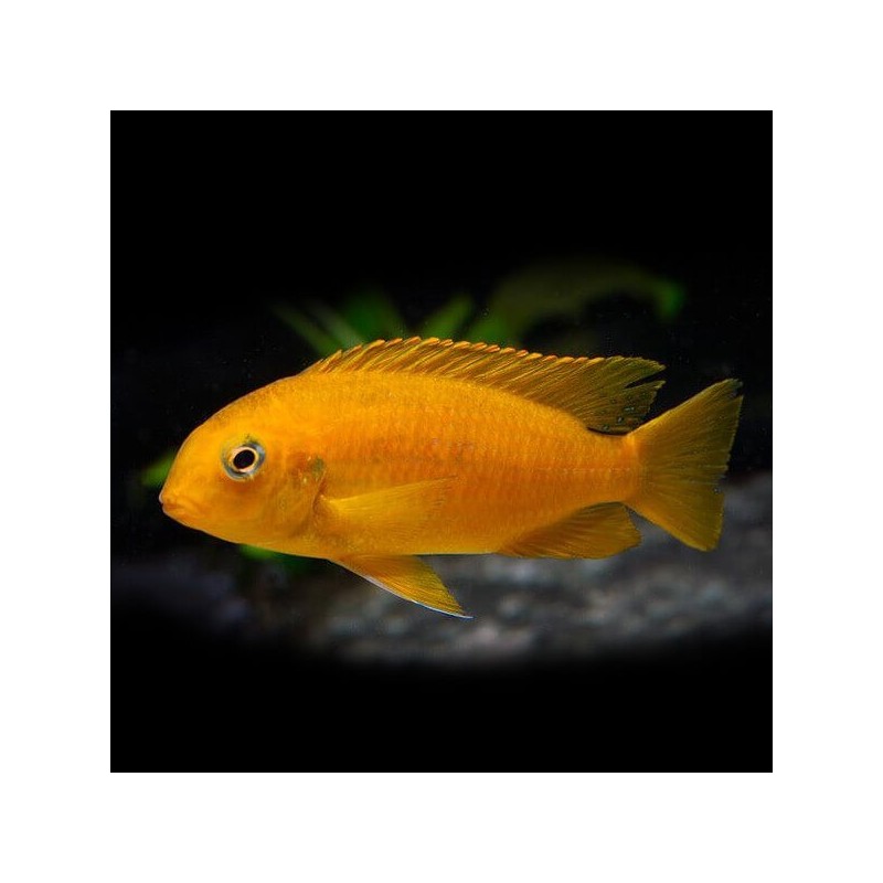 Pseudotropheus tropheops chilumba orange - 6 - 7 cm